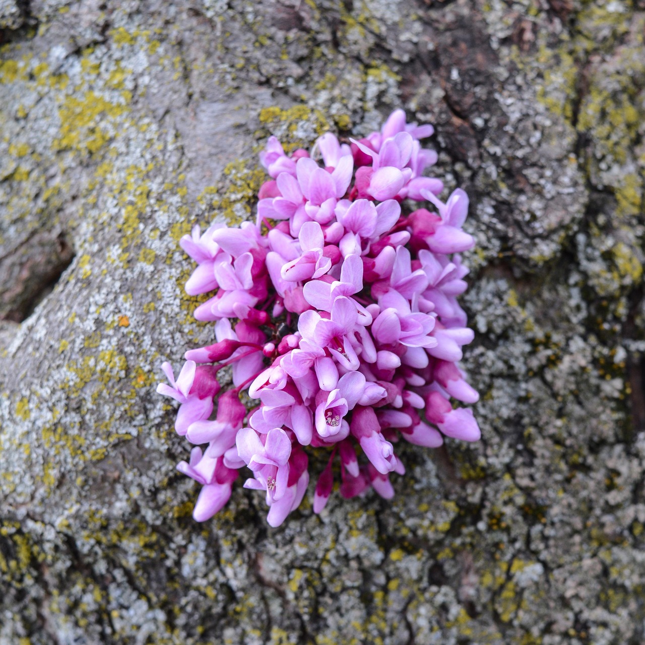Flowers Bark Tree Free Photo On Pixabay Pixabay flowers-bark-tree-free-photo-on-pixabay-pixabay