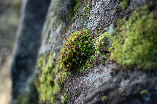 Free Rock Moss photo and picture