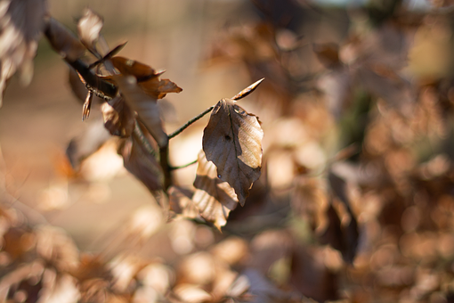 Free Leaves Dried Leaves photo and picture