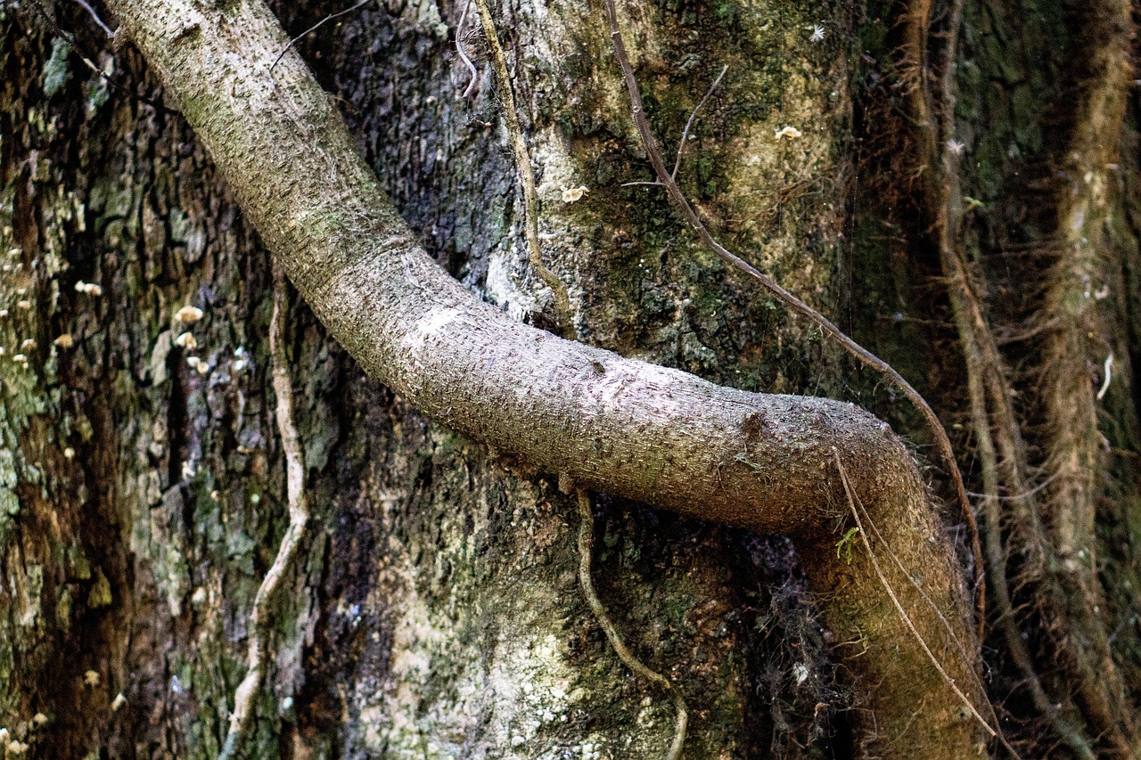 Porte-Manteau Tronc D'Arbre Mangoustan - Décoration Naturelle Et Authentique En Bois Massif