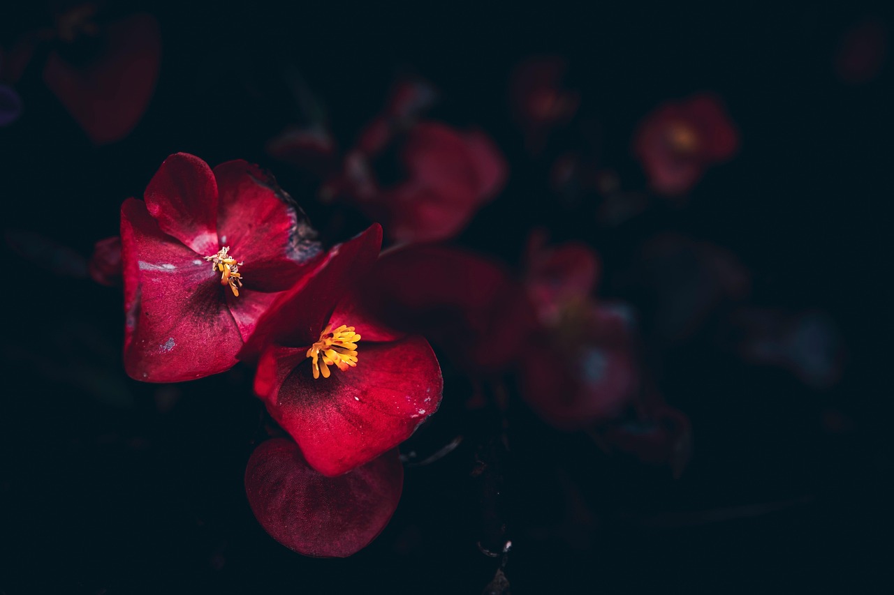 red flowers, begonia, red begonia, dark photography, flowers in bloom, garden flower, gloomy, somber, nature