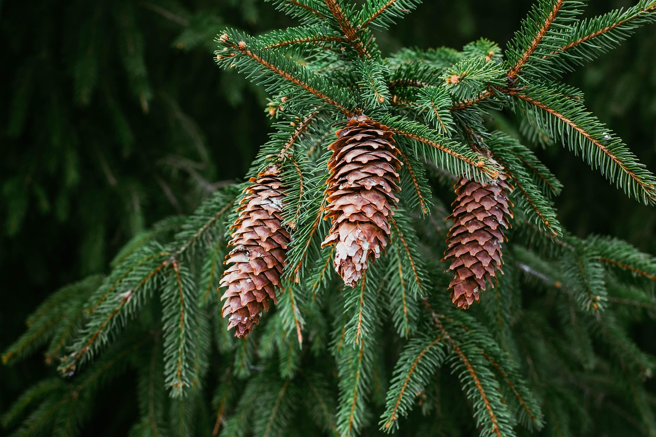 Käpyjä Mänty Kuusen - Ilmainen valokuva Pixabayssa - Pixabay