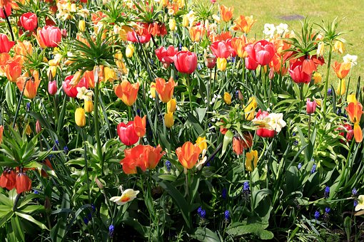 Free Tulips Early Summer photo and picture