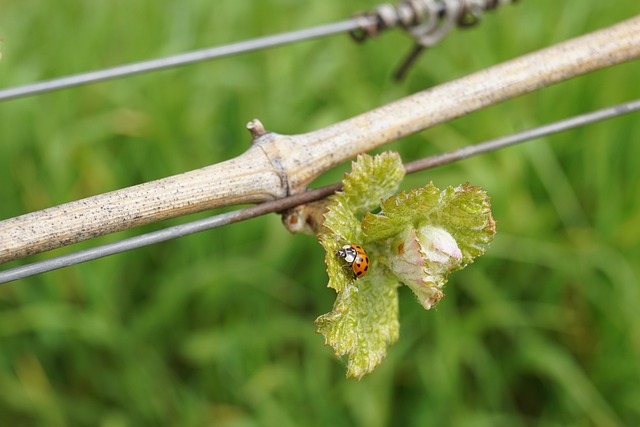 Free Vineyard Spring photo and picture