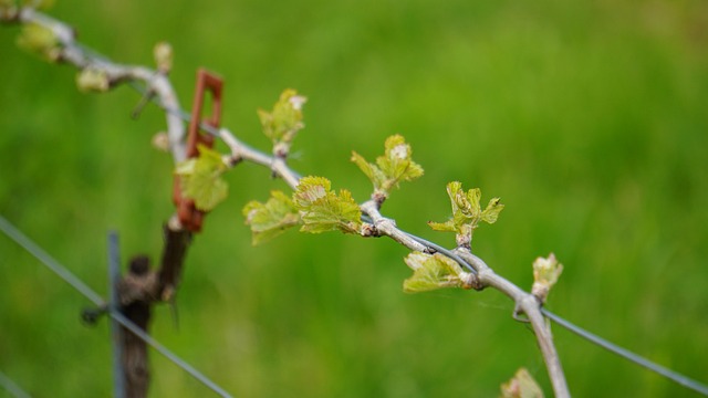Free Vineyard Spring photo and picture