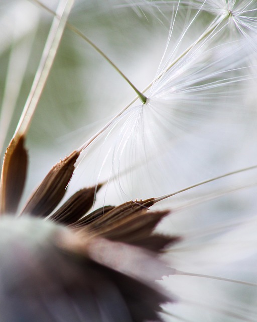 Mælkebøtte, Frø, Makro, Fotografering