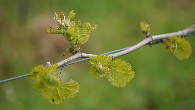Free Vineyard Bud photo and picture