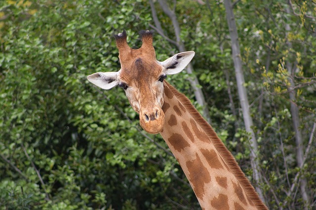 Free Giraffe Animal photo and picture