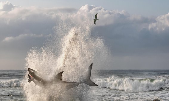 Free Shark Attack photo and picture