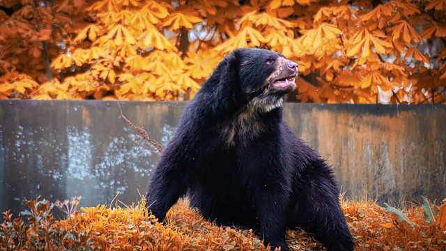 Free Bear Animal photo and picture