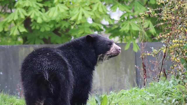 Free Bear Animal photo and picture