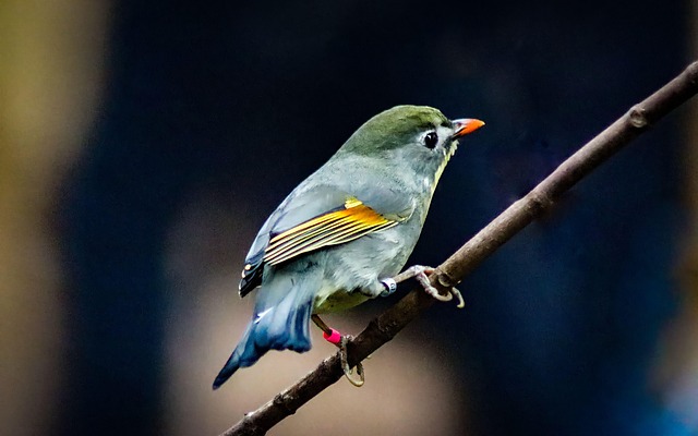 Free Bird Colorful photo and picture