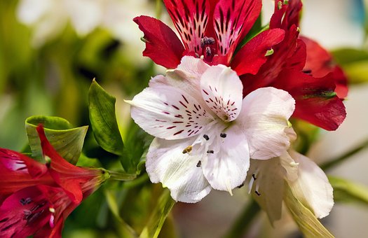 Alstroemeria, Peruaanse Lelies