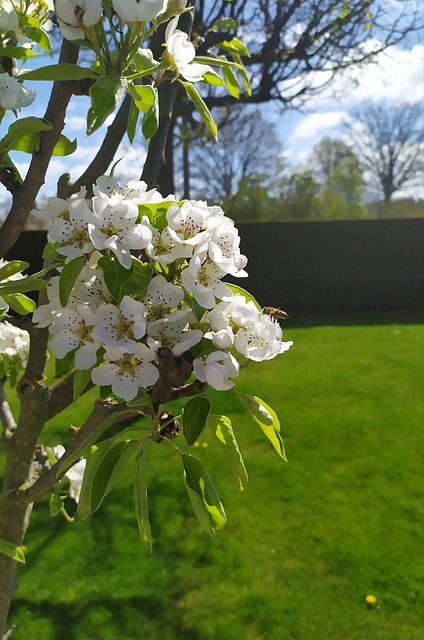 Free Pear Blossom Fruit Tree Blossoming photo and picture