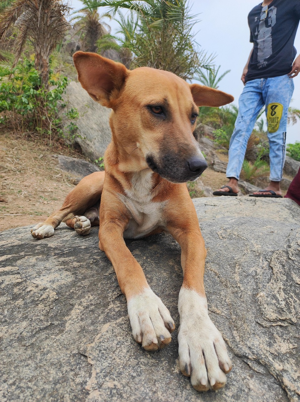 Dog Camera Photography Free photo on Pixabay Pixabay