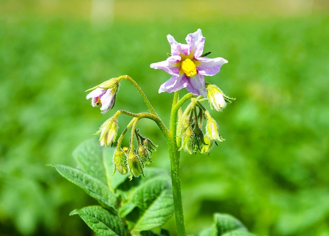 Free Flower Nature photo and picture