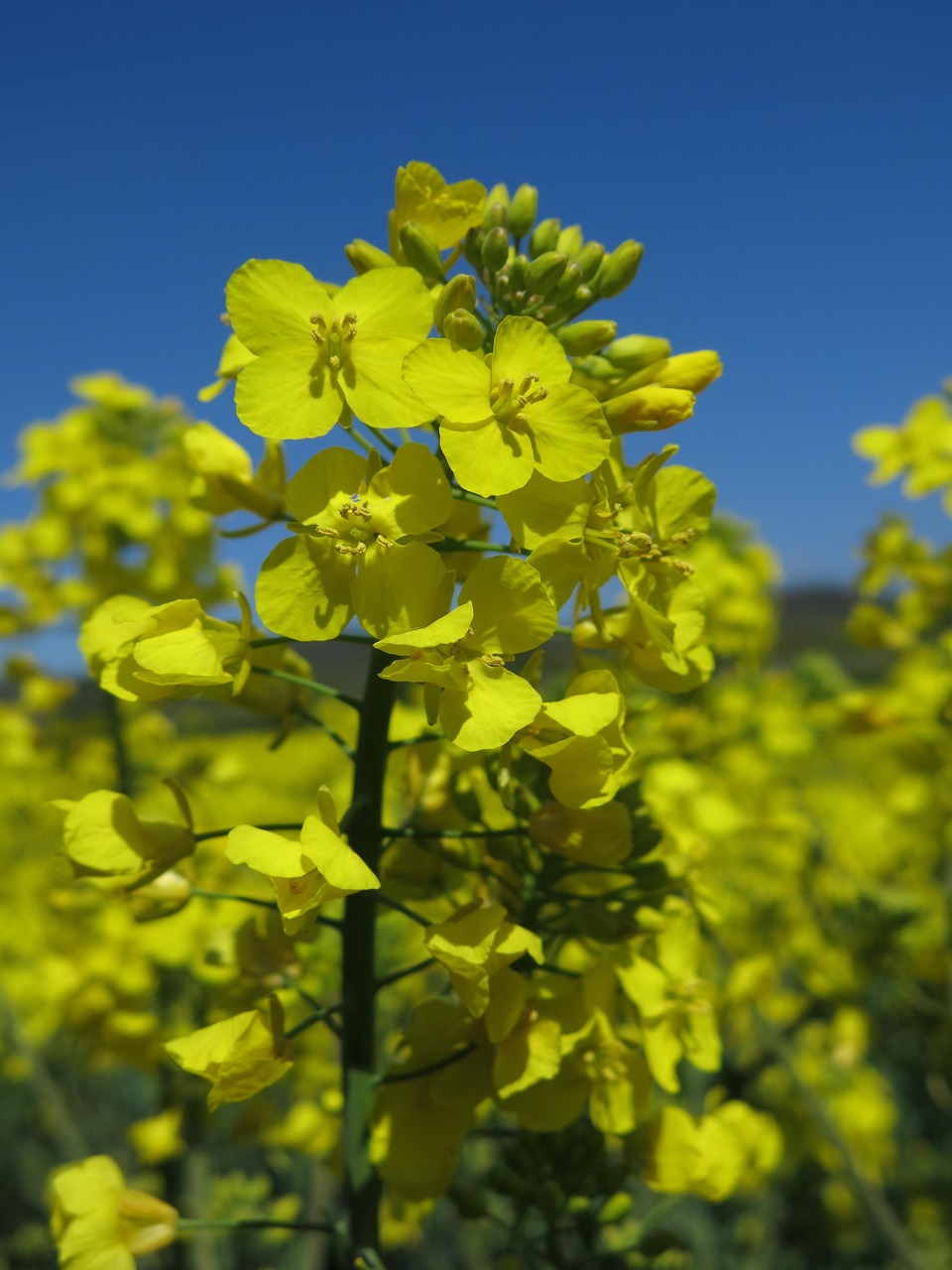 Oilseed Rape Blossom Bloom - Free photo on Pixabay - Pixabay