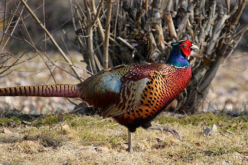 Free Bird Pheasant photo and picture