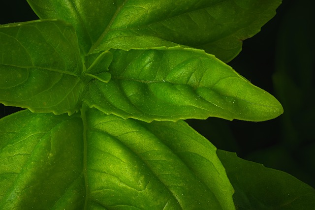 Free Flora Plants photo and picture