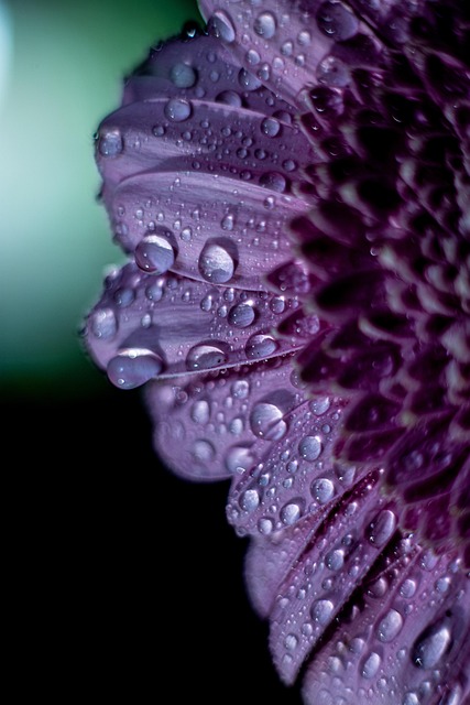 Dug Dråber, Blomst, Gerbera
