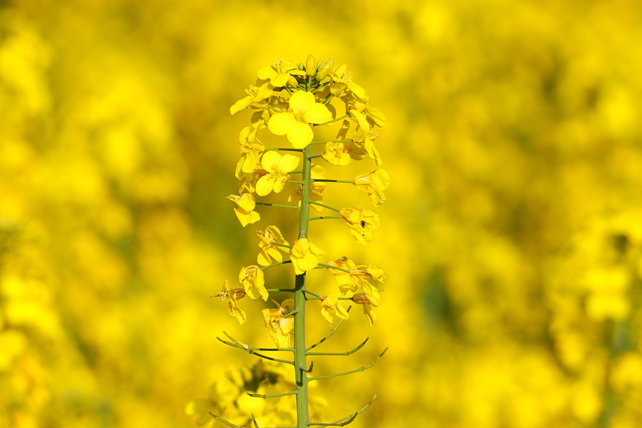 Rape Blossom Yellow Oilseed - Free photo on Pixabay