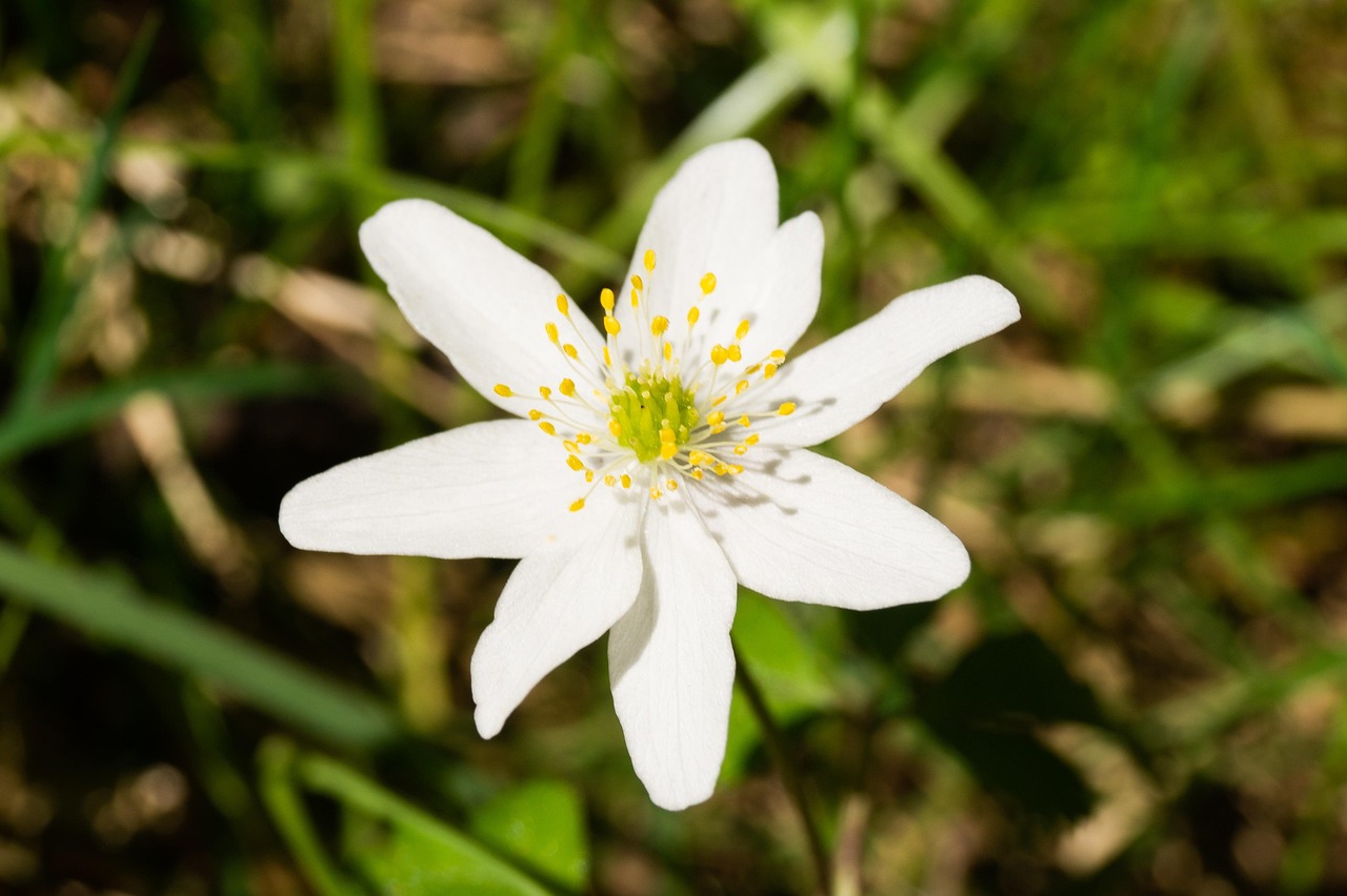 Wood Anemone Flower Plant Free photo on Pixabay Pixabay