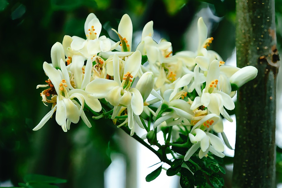 Moringa Flowers Plant White Free photo on Pixabay Pixabay