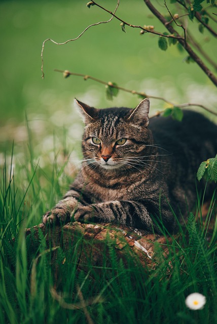 Free Cat Grass photo and picture