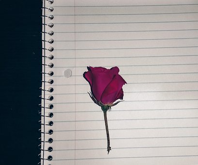 Rose, Blomst, Rød, Skrive, Papir, Tekst
