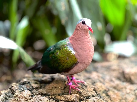 Free Bird Nature photo and picture