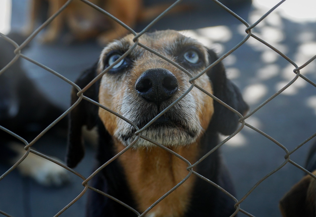Dog Stuck Free photo on Pixabay Pixabay