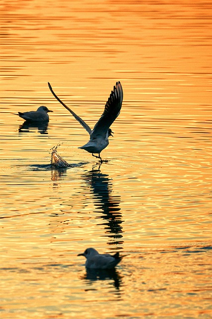 Free Bird Ornithology photo and picture