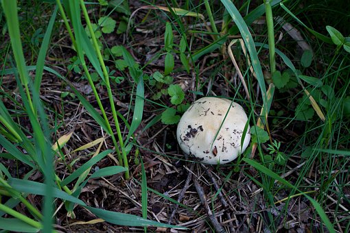 Free Mushrooms White photo and picture