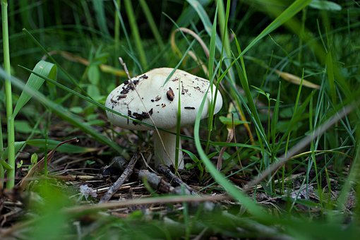 Free Mushroom Fungi photo and picture
