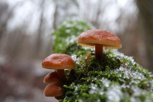 Free Fungus Fungi photo and picture