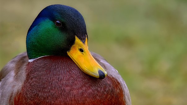 Free Bird Nature photo and picture