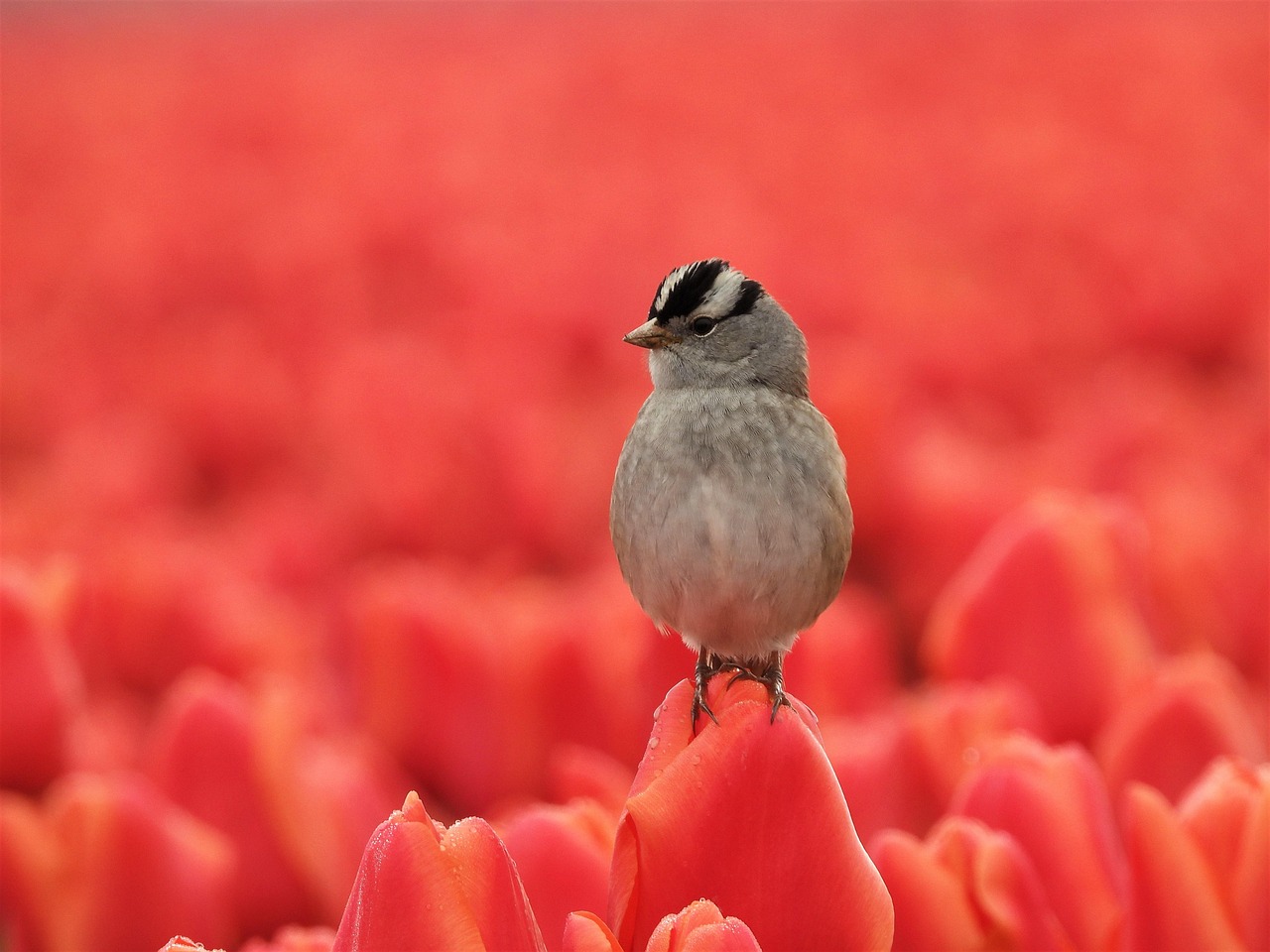 Bird - free online jigsaw puzzle photo