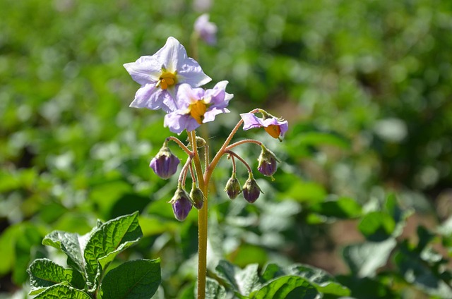 Free Nature Flower photo and picture