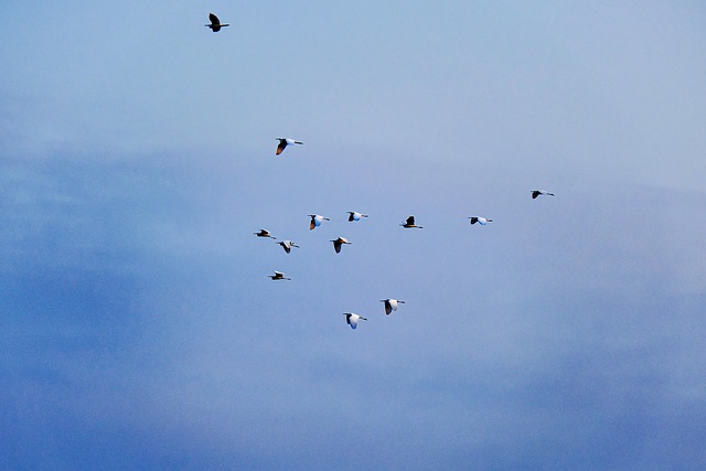 Free Sky Migration photo and picture