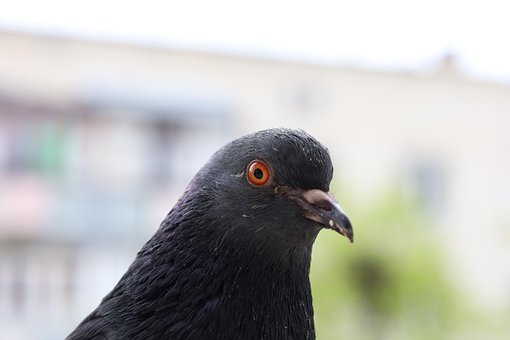 Free Bird Ornithology photo and picture