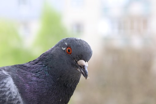 Free Pigeon Portrait photo and picture