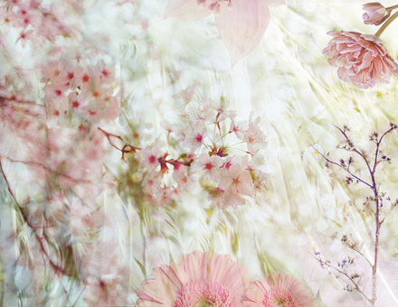 Free Floral Hd Wallpaper photo and picture