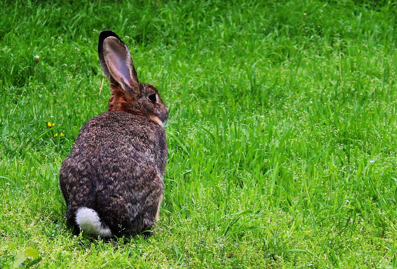 Kaninchen Hase Kaninchentyp - Kostenloses Foto auf Pixabay - Pixabay