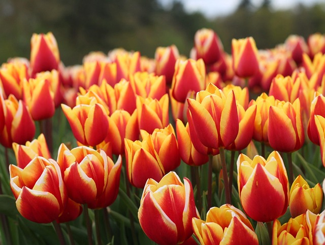 Flores, Tulipanes, Botánica, Bloom