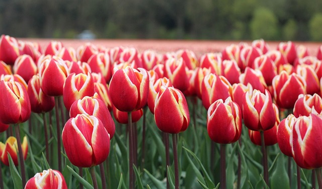 Tulipanes, Flores, Campo, Naturaleza