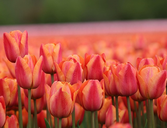 Flores, Botánica, Tulipanes, Naturaleza