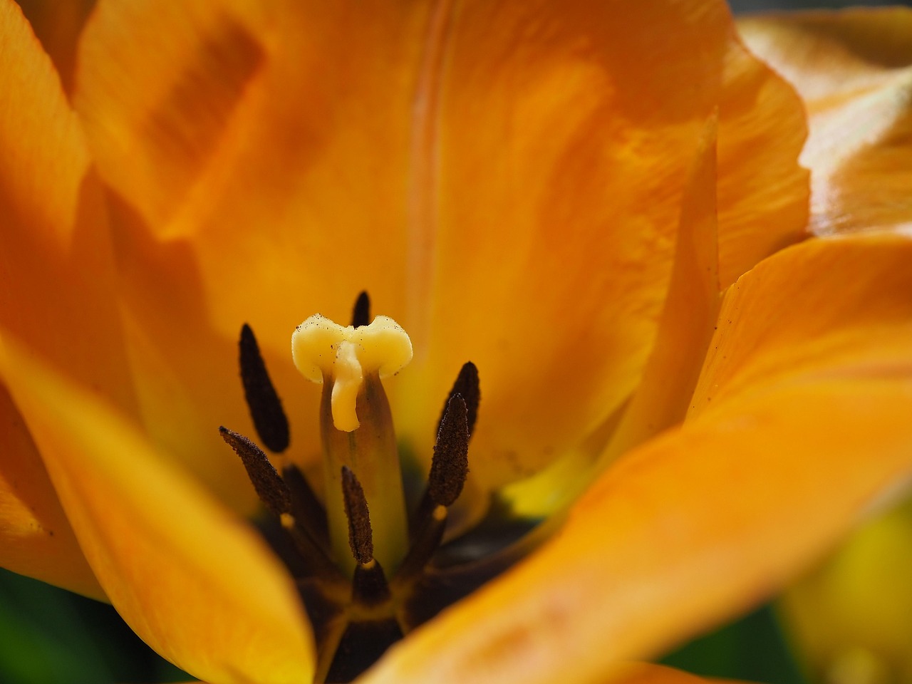 Flower - free online jigsaw puzzle photo
