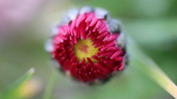 Blomst, Blomstre, Daisy, Eng, Haven