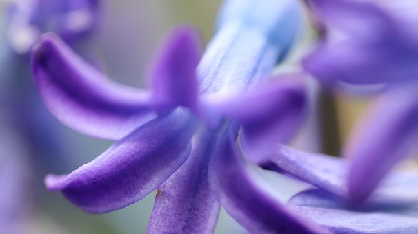 Hyacint, Blomst, Blomstre, Forår, Haven