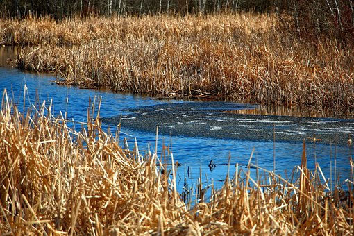 Free Marsh Spring photo and picture